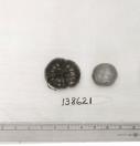 Click for 1 image(s) for this accession. FRUIT